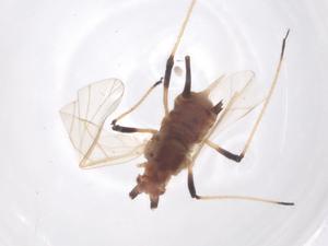  ( - CBG-B16124-H11)  @11 [ ] CreativeCommons - Attribution Share - Alike (2025) Centre for Biodiversity Genomics Centre for Biodiversity Genomics