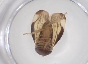  ( - CBG-B16125-F09)  @11 [ ] CreativeCommons - Attribution Share - Alike (2025) Centre for Biodiversity Genomics Centre for Biodiversity Genomics