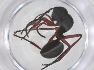  ( - CBG-B16125-G07)  @11 [ ] CreativeCommons - Attribution Share - Alike (2025) Centre for Biodiversity Genomics Centre for Biodiversity Genomics