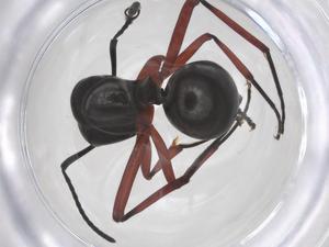  ( - CBG-B16125-H02)  @11 [ ] CreativeCommons - Attribution Share - Alike (2025) Centre for Biodiversity Genomics Centre for Biodiversity Genomics