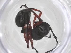  ( - CBG-B16125-H03)  @11 [ ] CreativeCommons - Attribution Share - Alike (2025) Centre for Biodiversity Genomics Centre for Biodiversity Genomics