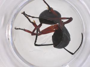  ( - CBG-B16126-A10)  @11 [ ] CreativeCommons - Attribution Share - Alike (2025) Centre for Biodiversity Genomics Centre for Biodiversity Genomics