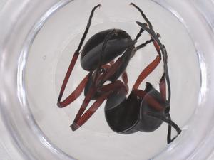  ( - CBG-B16126-B10)  @11 [ ] CreativeCommons - Attribution Share - Alike (2025) Centre for Biodiversity Genomics Centre for Biodiversity Genomics