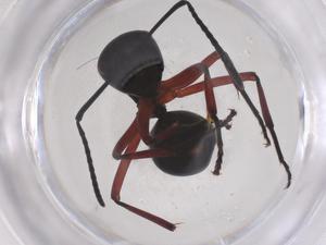  ( - CBG-B16126-B11)  @11 [ ] CreativeCommons - Attribution Share - Alike (2025) Centre for Biodiversity Genomics Centre for Biodiversity Genomics