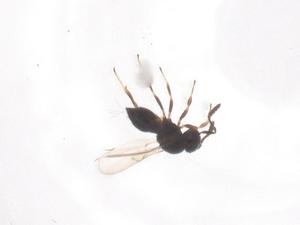  ( - CBG-B16470-H08)  @11 [ ] CreativeCommons - Attribution Share - Alike (2025) Centre for Biodiversity Genomics Centre for Biodiversity Genomics