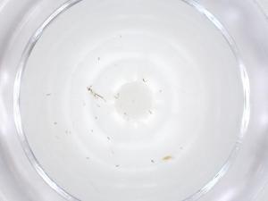  ( - CBG-B16472-C07)  @11 [ ] CreativeCommons - Attribution Share - Alike (2025) Centre for Biodiversity Genomics Centre for Biodiversity Genomics