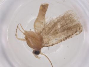  ( - CBG-B16482-B06)  @11 [ ] CreativeCommons - Attribution Share - Alike (2025) Centre for Biodiversity Genomics Centre for Biodiversity Genomics