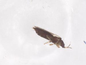  ( - CBG-B16495-F02)  @11 [ ] CreativeCommons - Attribution Share - Alike (2025) Centre for Biodiversity Genomics Centre for Biodiversity Genomics