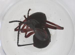  ( - CBG-B16563-A02)  @11 [ ] CreativeCommons - Attribution Share - Alike (2025) Centre for Biodiversity Genomics Centre for Biodiversity Genomics