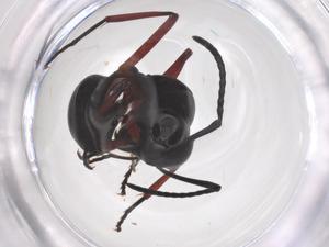  ( - CBG-B16564-D12)  @11 [ ] CreativeCommons - Attribution Share - Alike (2025) Centre for Biodiversity Genomics Centre for Biodiversity Genomics