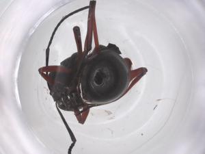  ( - CBG-B16565-A05)  @11 [ ] CreativeCommons - Attribution Share - Alike (2025) Centre for Biodiversity Genomics Centre for Biodiversity Genomics