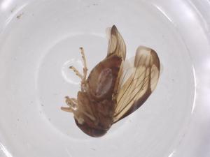  ( - CBG-B16565-B11)  @11 [ ] CreativeCommons - Attribution Share - Alike (2025) Centre for Biodiversity Genomics Centre for Biodiversity Genomics