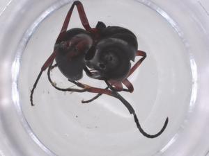  ( - CBG-B16565-D03)  @11 [ ] CreativeCommons - Attribution Share - Alike (2025) Centre for Biodiversity Genomics Centre for Biodiversity Genomics