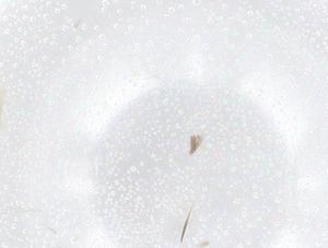  ( - CBG-B16579-D05)  @11 [ ] CreativeCommons - Attribution Share - Alike (2025) Centre for Biodiversity Genomics Centre for Biodiversity Genomics