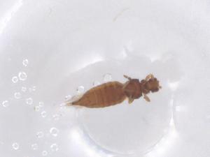  (Astrothrips - CBG-B16581-D07)  @11 [ ] CreativeCommons - Attribution Share - Alike (2025) Centre for Biodiversity Genomics Centre for Biodiversity Genomics