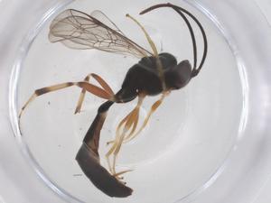  ( - CBG-B23967-C06)  @11 [ ] CreativeCommons - Attribution Share - Alike (2025) Centre for Biodiversity Genomics Centre for Biodiversity Genomics