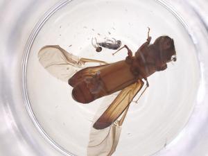  ( - CBG-B23968-H01)  @11 [ ] CreativeCommons - Attribution Share - Alike (2025) Centre for Biodiversity Genomics Centre for Biodiversity Genomics