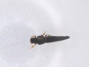  (Helionothrips annosus - CBG-B23969-B05)  @11 [ ] CreativeCommons - Attribution Share - Alike (2025) Centre for Biodiversity Genomics Centre for Biodiversity Genomics