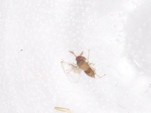  ( - CBG-B23983-F07)  @11 [ ] CreativeCommons - Attribution Share - Alike (2025) Centre for Biodiversity Genomics Centre for Biodiversity Genomics