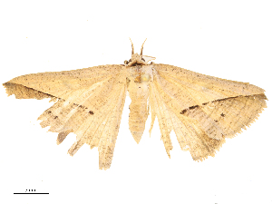  ( - CBG-B24010-D11)  @11 [ ] CreativeCommons - Attribution Share - Alike (2025) CBG Photography Group Centre for Biodiversity Genomics