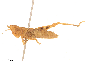  ( - CBG-B24010-H04)  @11 [ ] CreativeCommons - Attribution Share - Alike (2025) CBG Photography Group Centre for Biodiversity Genomics