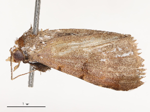  ( - CBG-B24016-G02)  @11 [ ] CreativeCommons - Attribution Share - Alike (2025) CBG Photography Group Centre for Biodiversity Genomics