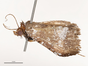 ( - CBG-B24016-G03)  @11 [ ] CreativeCommons - Attribution Share - Alike (2025) CBG Photography Group Centre for Biodiversity Genomics