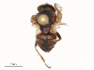  (Bengalia latro - CBG-B24018-G08)  @11 [ ] CreativeCommons - Attribution Share - Alike (2025) CBG Photography Group Centre for Biodiversity Genomics