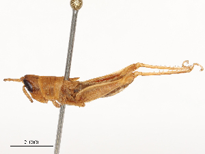  ( - CBG-B24026-B08)  @11 [ ] CreativeCommons - Attribution Share - Alike (2025) CBG Photography Group Centre for Biodiversity Genomics