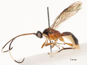  (Aleiodes propodocarinus - CBG-B24026-F04)  @11 [ ] CreativeCommons - Attribution Share - Alike (2025) CBG Photography Group Centre for Biodiversity Genomics