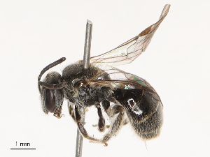  ( - CBG-B24033-G02)  @11 [ ] CreativeCommons - Attribution Share - Alike (2025) CBG Photography Group Centre for Biodiversity Genomics