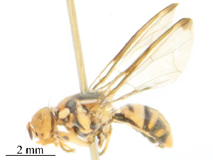  (Zeugodacus khaoyaiae - CBG-B24042-A04)  @11 [ ] CreativeCommons - Attribution Share - Alike (2025) CBG Photography Group Centre for Biodiversity Genomics