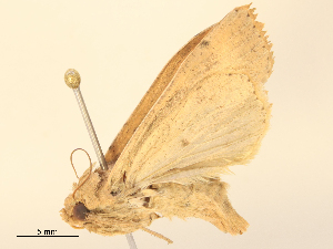  ( - CBG-B24042-D11)  @11 [ ] CreativeCommons - Attribution Share - Alike (2025) CBG Photography Group Centre for Biodiversity Genomics