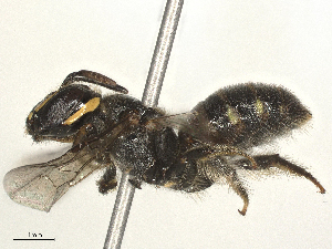  ( - CBG-B24043-A12)  @11 [ ] CreativeCommons - Attribution Share - Alike (2025) CBG Photography Group Centre for Biodiversity Genomics