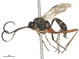  (Myrmeleonostenus longipetiolatus - CBG-B24043-B11)  @11 [ ] CreativeCommons - Attribution Share - Alike (2025) CBG Photography Group Centre for Biodiversity Genomics