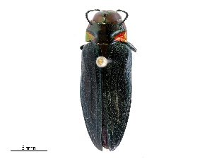  ( - CBG-B24048-A10)  @11 [ ] CreativeCommons - Attribution Share - Alike (2025) CBG Photography Group Centre for Biodiversity Genomics