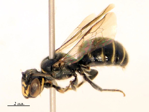  ( - CBG-B24050-E01)  @11 [ ] CreativeCommons - Attribution Share - Alike (2025) CBG Photography Group Centre for Biodiversity Genomics