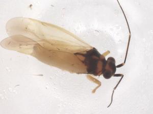  ( - CBG-B24053-G03)  @11 [ ] CreativeCommons - Attribution Share - Alike (2025) Centre for Biodiversity Genomics Centre for Biodiversity Genomics