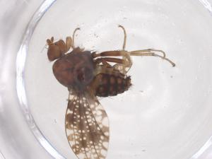  ( - CBG-B24053-G04)  @11 [ ] CreativeCommons - Attribution Share - Alike (2025) Centre for Biodiversity Genomics Centre for Biodiversity Genomics