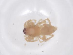  (Clubiona abnormis - CBG-B24054-F11)  @11 [ ] CreativeCommons - Attribution Share - Alike (2025) Centre for Biodiversity Genomics Centre for Biodiversity Genomics