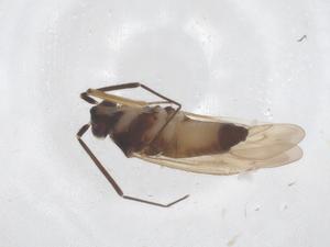  ( - CBG-B24055-D11)  @11 [ ] CreativeCommons - Attribution Share - Alike (2025) Centre for Biodiversity Genomics Centre for Biodiversity Genomics