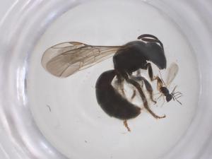  ( - CBG-B24057-A06)  @11 [ ] CreativeCommons - Attribution Share - Alike (2025) Centre for Biodiversity Genomics Centre for Biodiversity Genomics