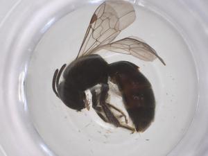  ( - CBG-B24057-A08)  @11 [ ] CreativeCommons - Attribution Share - Alike (2025) Centre for Biodiversity Genomics Centre for Biodiversity Genomics