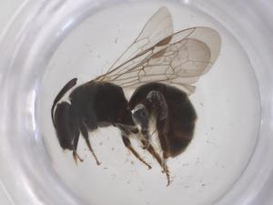  ( - CBG-B24057-A09)  @11 [ ] CreativeCommons - Attribution Share - Alike (2025) Centre for Biodiversity Genomics Centre for Biodiversity Genomics