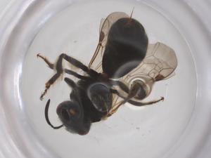  ( - CBG-B24057-A10)  @11 [ ] CreativeCommons - Attribution Share - Alike (2025) Centre for Biodiversity Genomics Centre for Biodiversity Genomics