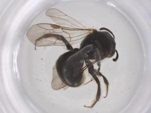  ( - CBG-B24057-A11)  @11 [ ] CreativeCommons - Attribution Share - Alike (2025) Centre for Biodiversity Genomics Centre for Biodiversity Genomics