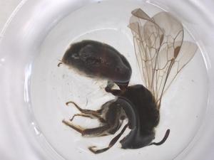  ( - CBG-B24057-A12)  @11 [ ] CreativeCommons - Attribution Share - Alike (2025) Centre for Biodiversity Genomics Centre for Biodiversity Genomics