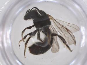  ( - CBG-B24057-B05)  @11 [ ] CreativeCommons - Attribution Share - Alike (2025) Centre for Biodiversity Genomics Centre for Biodiversity Genomics