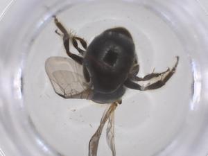  ( - CBG-B24057-B06)  @11 [ ] CreativeCommons - Attribution Share - Alike (2025) Centre for Biodiversity Genomics Centre for Biodiversity Genomics