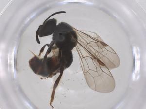  ( - CBG-B24057-B08)  @11 [ ] CreativeCommons - Attribution Share - Alike (2025) Centre for Biodiversity Genomics Centre for Biodiversity Genomics